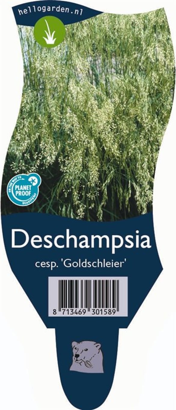 Deschampsia cesp. 'Goldschleier' - P11